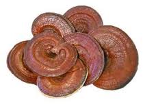 (image for) Whole Ganoderma Lucidum, Japan (Reishi, Ling Zhi) 1 lb